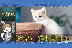 农村老人常说猫来盖白布 家里来猫是吉是凶 揭秘民间俗语真正含义