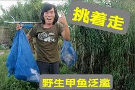 沼泽地里野生甲鱼泛滥，一个晚上抓了三大袋，只能挑着走！（上）视频封面