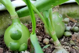 盆栽绿植竟然还能吃？外形像洋葱的“宝贝”，老杨居然拿来做汤