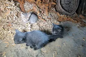 我家三只小猫咪出生不久就被猫妈妈抛弃，饿得嗷嗷叫不停，怎么办视频封面