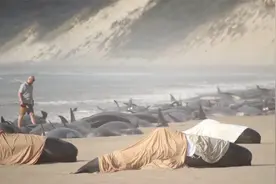 现场！两百多头鲸鱼在澳大利亚搁浅：沿海岸线排列 约半数已死亡视频封面