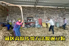 农村八月忙秋收，上千斤豌豆如何一天脱粒，看看你们那里是这样吗