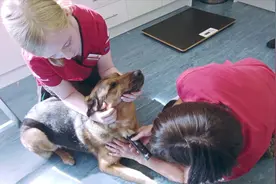 外国建宠物血库，原来宠物献血还有这些要求，你会带宠物献血吗？视频封面