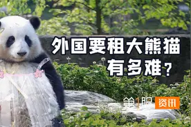 第一只出国的熊猫是谁？除了付租金还要被审核，盘点熊猫外交史！