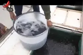 培育反季节鲈鱼苗 提前上市的亩产效益 至少在三千元至四千元视频封面