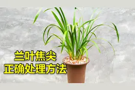 兰花叶子焦尖不可怕，可怕的是你的处理方法，很可能越处理越严重视频封面