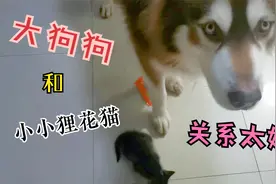 家里有大狗狗保护的狸花猫，着实让大猫伤透了心，可爱的猫狗们。视频封面