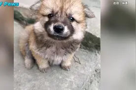 狗狗腿被压断了，趴在主人怀里委屈的哭泣：原来小狗真的会哭！