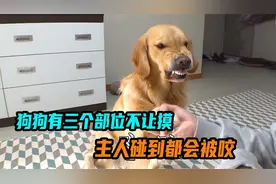 狗狗有三个部位不让摸，主人碰到都会被咬视频封面