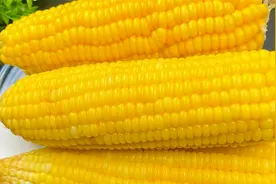 水煮玉米不能直接加水煮，教你一招，软糯香甜，比外面卖的还好吃