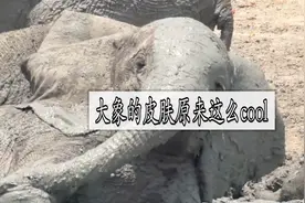 大象不会出汗，它们是如何抵抗炎热的？视频封面