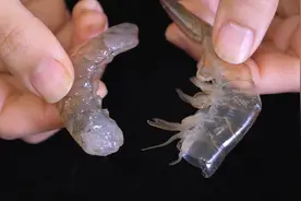 原来剥虾仁这么简单，学会这个小技巧，虾壳轻松完整脱落，太棒了视频封面