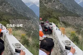 猫突然入镜被男子推下山崖 男子：因为受到惊吓才去推猫视频封面