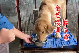 狗挑食没有食物动力怎么办？训犬师教你一分钟解决，一看就会