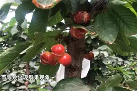 大樱桃为什么会裂果，怎么防治才能减少损失？视频封面