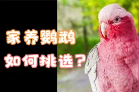 适合家庭饲养的八种鹦鹉，看看你家上榜了没有