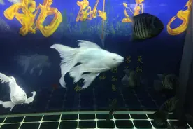 蝴蝶鲤入缸就欺负小鱼，追着小草金到处跑，这东西也吃鱼？视频封面