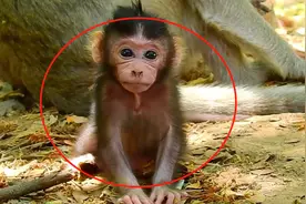 新生猴儿刚出生几天，没有猴妈帮助，猴儿学会了走路，真是太棒了