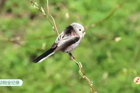 鸟与自然：银喉长尾山雀视频封面