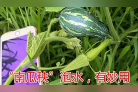 “南瓜秧”煮水喝厉害了，男女朋友用得上，这个妙用我刚知道视频封面