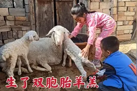 羊妈妈生了龙凤胎，悦悦4点就起床，孩子高兴坏了