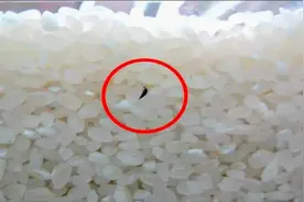 原来米虫最怕它，米箱里放一个，大米半年不生虫不发霉，学会不亏