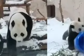 旅俄大熊猫画风突变 体重狂飙40公斤：俄罗斯养的大熊猫相当炸裂视频封面