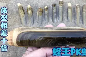 赶海实拍挖到巨型蛏王，对比下蛏王比蛏子大十倍，难怪价格很贵