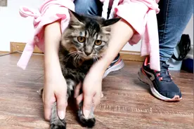 将猫咪的四个爪子都粘上胶带，猫还会走路吗？你猜！视频封面