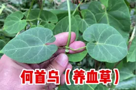 何首乌也叫紫乌藤，懂的人把它当宝贝，你知道它的用途吗？视频封面