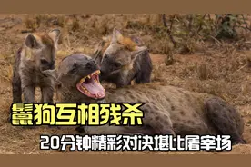 鬣狗互相残杀，20分钟精彩对决堪比屠宰场，输的竟然被吃了视频封面