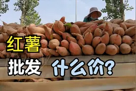 河南开封：实拍红薯交易市场，刚上市的红薯批发什么价？来看看视频封面