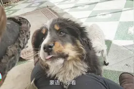 为啥这只羔子需要让妈妈教它走路呢，羊群中还有一只尾巴是爱心？视频封面