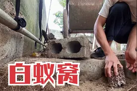 水泥空心砖意外挖出好几窝白蚁，扔给鸡吃却把鸡吓得飞起！视频封面