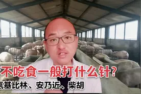 猪不吃食一般打什么针？成熟组方学会就能用，适合不懂猪病养猪户视频封面