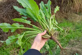 常见的野草“牛耳大黄”，挖一棵给大家看看，它有哪些价值呢