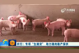 农行曲阜支行推出"生猪贷",助力猪肉稳产保供,破解养猪户贷款难题视频封面
