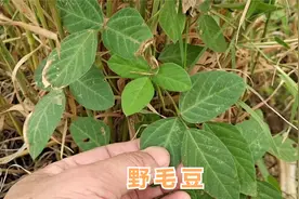 农村路边营养好吃功效多的 “野毛豆” ，它还是二级保护的中药材