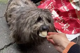 原来这个可怜的流浪狗竟然有主人，与拾垃圾的聋啞奶奶相依为命！视频封面