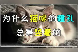 为什么猫咪的瞳孔总是竖着的？