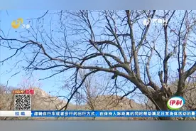 济南有棵千年板栗树，历经风雨仍在开花结果，又面又甜每年不够卖视频封面