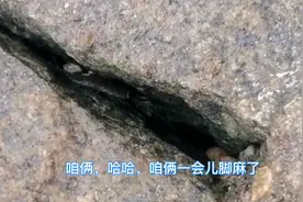 海边石缝里的潮虫，被恶作剧，结果是我们整得没辙了，😂