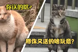 猫咪可不高冷，这些猫给主人送的礼物，真让人猝不及防视频封面