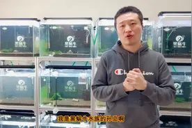 水晶虾抱卵了怎么处理