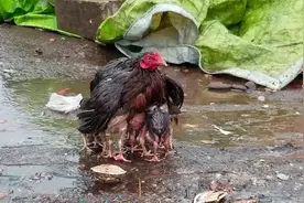 鸡妈妈带着幼崽散步，突然下起大雨，“落汤鸡”一词有了新的诠释