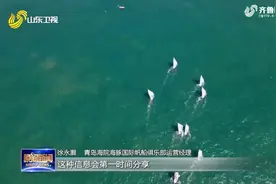 难得一见！青岛近海有鲸鱼出没，多次跃出海面，动作缓慢而优美视频封面