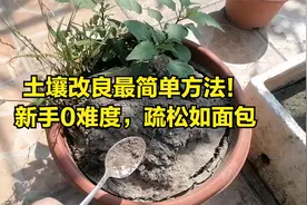 土壤改良最简单方法！新手0难度，疏松如面包