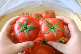 5片叶和6片叶的番茄，原来区别这么大，看完不花冤枉钱，真涨知识