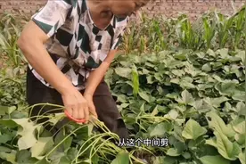 红薯秧徒长影响产量，这样剪一刀，1棵能结10来斤，快来学学吧