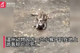 温州动物园回应猕猴幼崽死亡：出生一个多月 系营养不良衰竭死亡视频封面